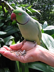 045 Birdworld Kuranda